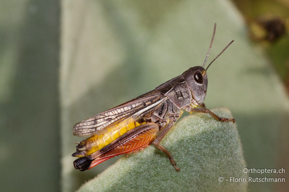 Arcyptera microptera - Mt. Vernon, 17.07.2011