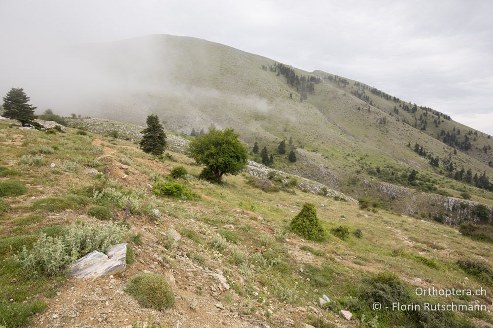 Wenn sich der Nebel lichtet - GR, Thessalien, Mt. Ossa, 21.06.2015