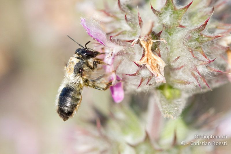 Wildbiene bei der Bestäubung - HR, Istrien, Brovinje, 05.06.2014