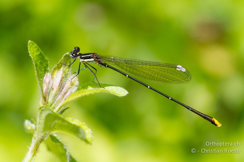 Allocnemis leucosticta, Goldtail ♂ - SA, Limpopo, Tzaneen, Kurisa Moya Lodge, 07.01.2015