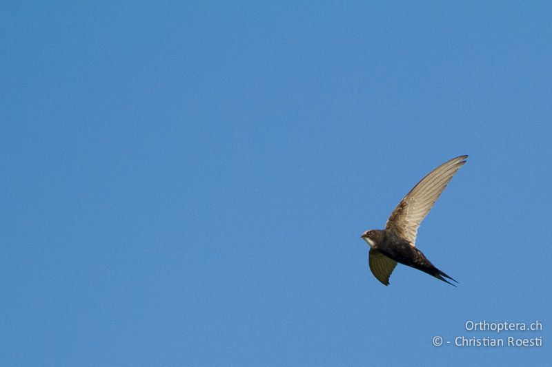 Kaffernsegler (White-rumped Swift, Apus caffer) - SA, Mpumalanga, Dullstroom, Field & Stream Lodge, 13.01.2015