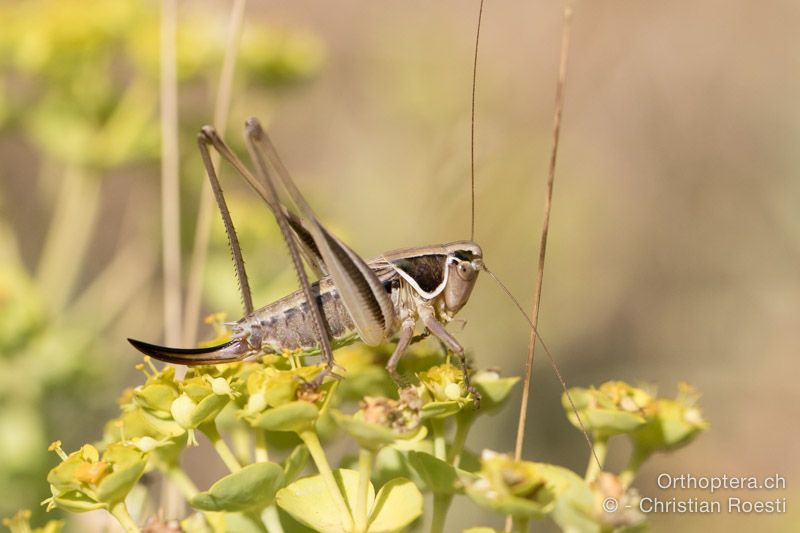 Playtcleis (Modestana) modesta - HR, Istrien, Bokordići, 19.07.2015