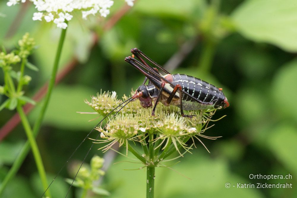 Barbitistes ocskayi ♂ - HR, Istrien, Mutvoran, 20.06.2016