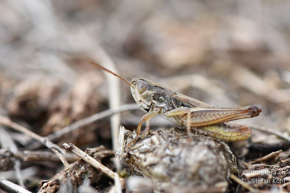 Zwerg-Heidegrashüpfer (Stenobothrus crassipes) ♂ - AT, Niederösterreich, Ebergassing, 08.07.2018