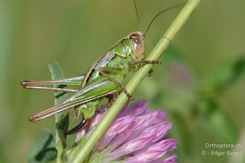 Metrioptera arnoldi ♀ - BG, Sofia, Kopriwschtiza, 11.07.2018