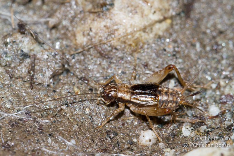 Pteronemobius lineolatus ♀ - CH, TI, Giumaglio, 14.09.2012