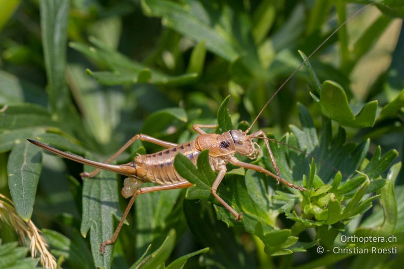 Ephippiger terrestris bormansi ♀ mit Resten der Spermatophore - CH, TI, Mt. Generoso, 18.08.2013