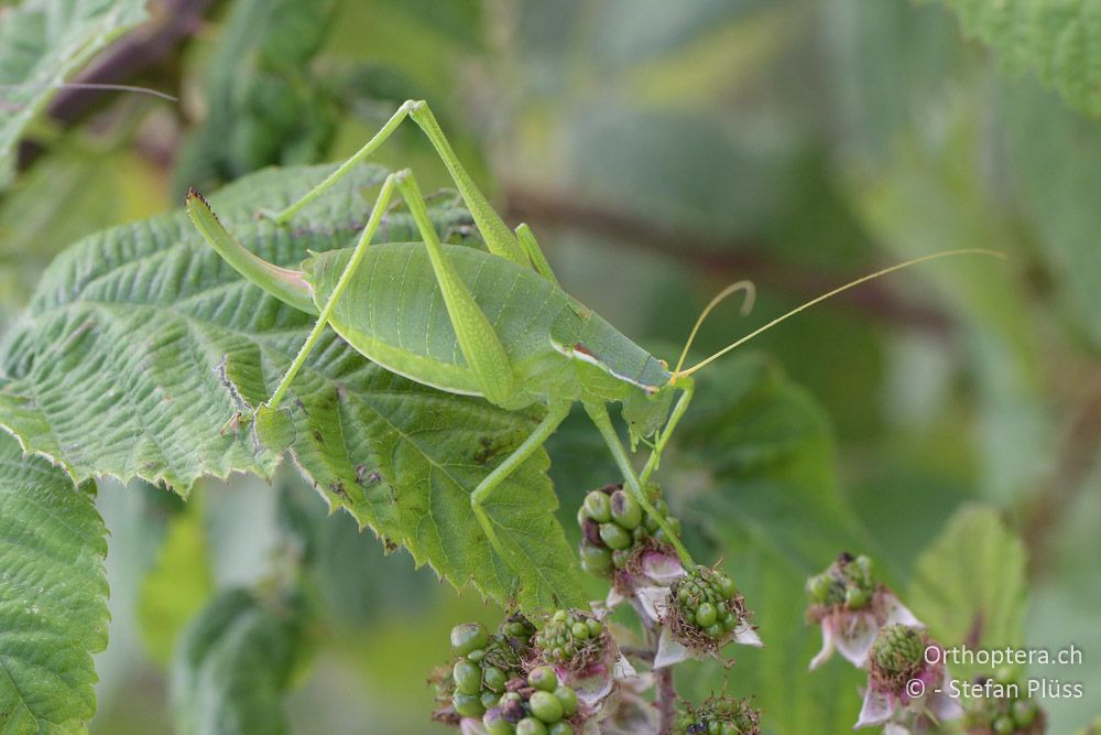 Isophya bureschi ♀ - BG, Pasardschik, Streltscha, 10.07.2018