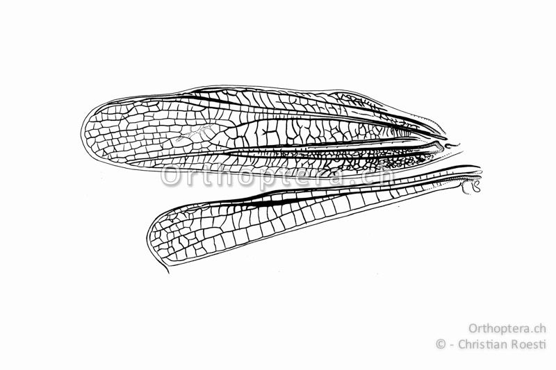 Linker Vorderflügel und Vorderrand des Hinterflügels von Stauroderus scalaris ♀. Präcostal- und Medialfeld im Vorderflügel sind erweitert. Das Medialfeld weist oft eine netzartige Aderung auf.