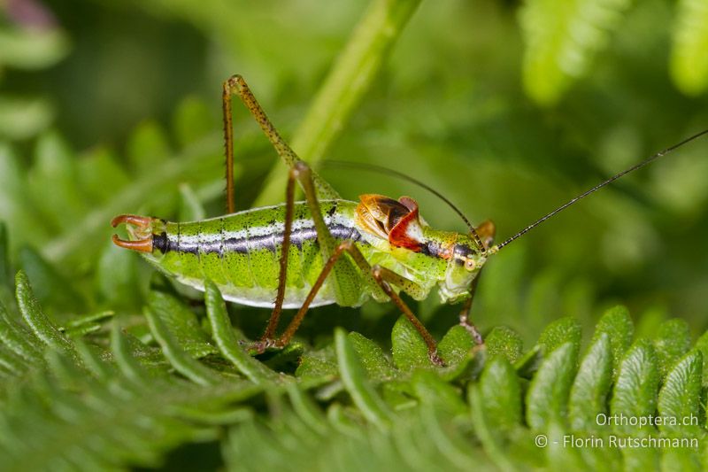 Poecilimon gracilis ♂ - GR, Westmakedonien, Mt. Vernon, 17.07.2011