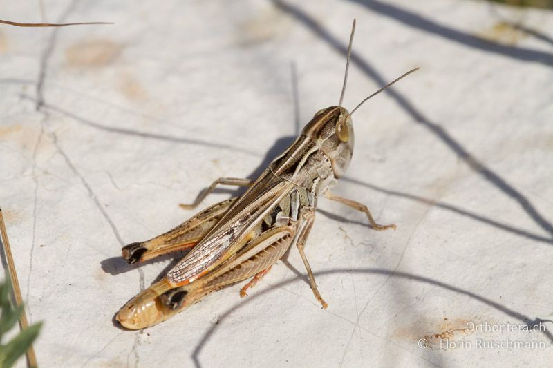 Stenobothrus fischeri ♀ - GR, Epirus, Mt. Soulion, 09.07.2012