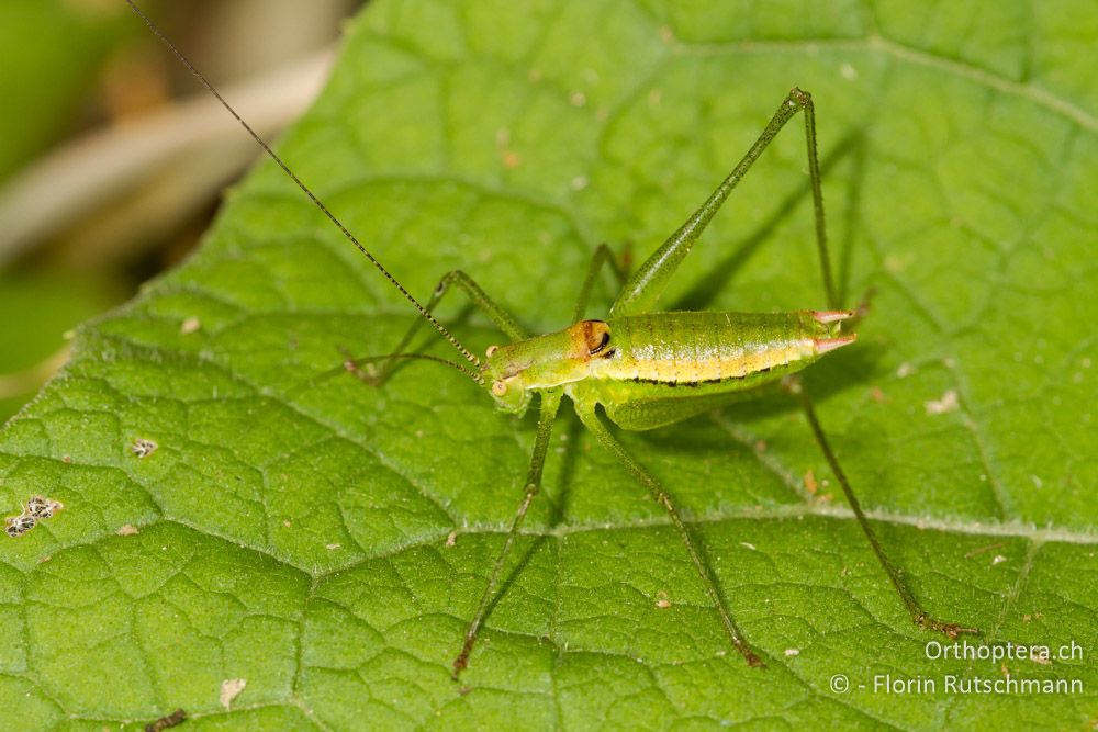 Männchen von Leptophyes boscii - HR, Istrien, Potpićan, 12.06.2014