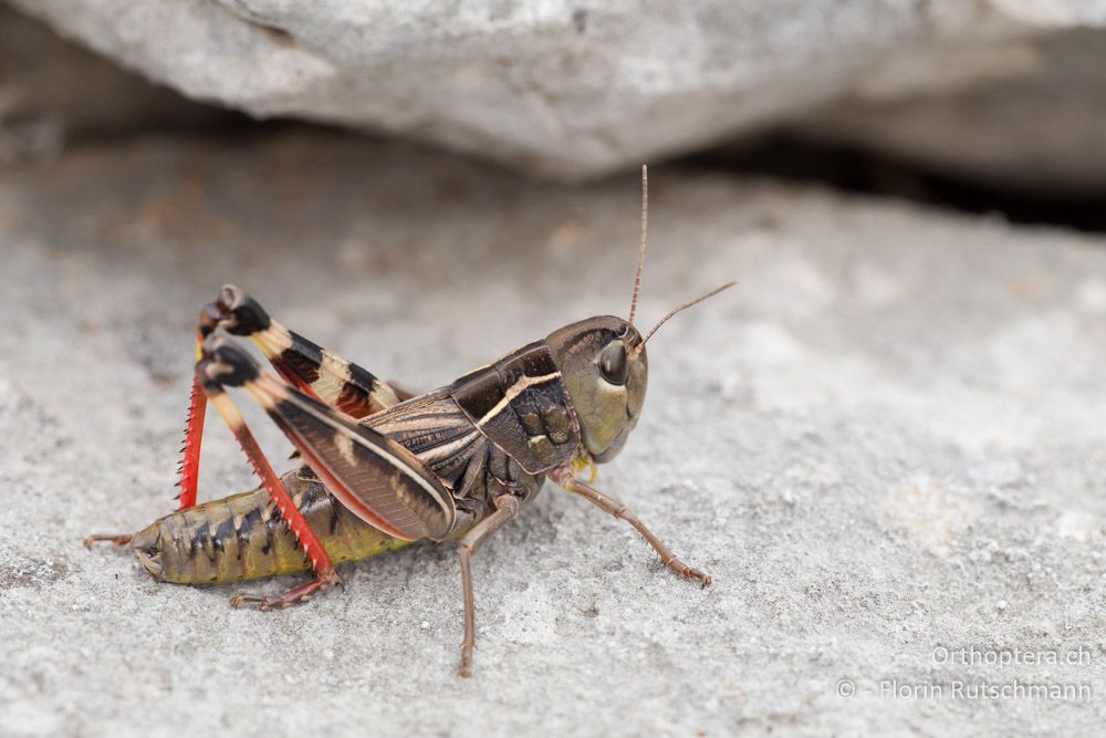 Arcyptera brevipennis brevipennis Weibchen - HR, Lika-Senj, Velebit Nationalpark, 28.07.2014