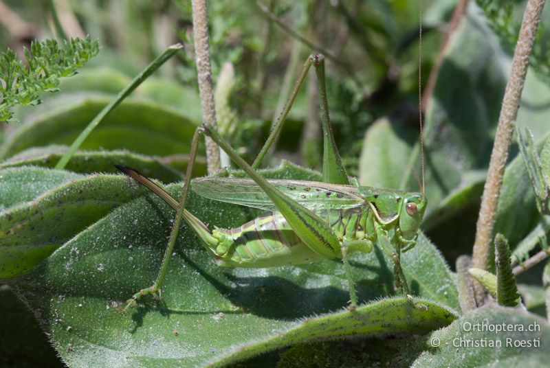 Gampsocleis glabra ♀ - AT, Niederösterreich, Ebergassing, 29.06.2008