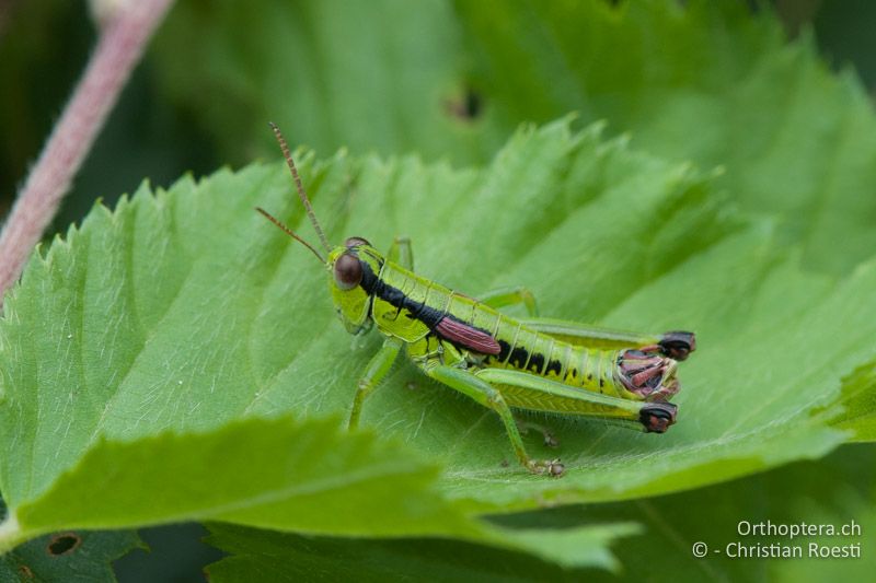 Odontopodisma schmidtii ♂ - IT, Venetien, Brendola, 22.06.2010