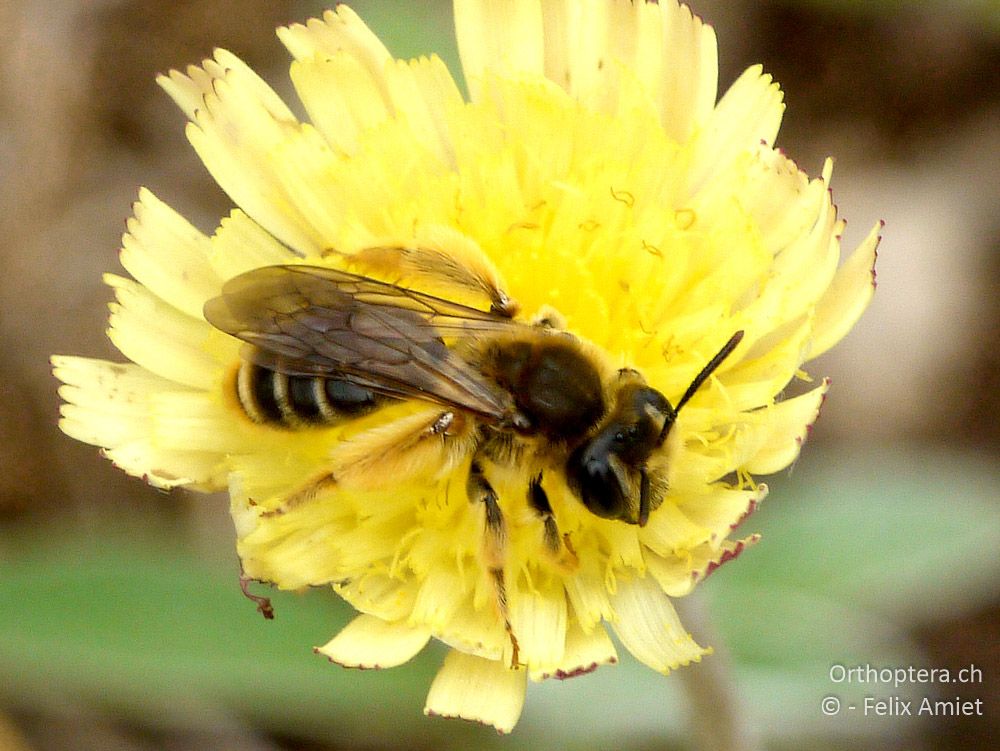 Gemeine Sandbiene (Andrena flavipes) - GR, Westmakedonien, Mt. Vernon, 10.07.2013