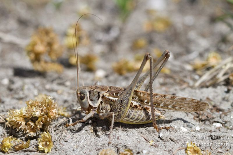 ♂ des Südlichen Warzenbeissers (Decticus albifrons) - FR, Port-Saint-Louis-du-Rhône, 09.07.2014