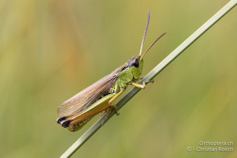 Pseudochorthippus montanus ♂ - CH, BE, Jaunpass, 23.08.2015