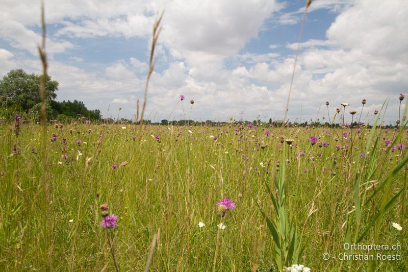 Blumenreiche Magerwiese - AT, Niederösterreich, Ebergassing, 09.07.2016