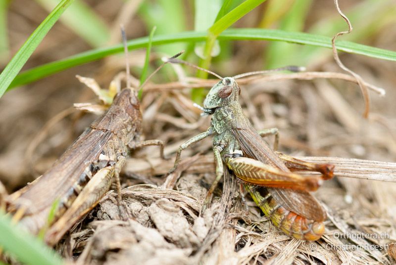 Balz von Gomphocerippus rufus (♀ links, ♂ rechts) - CH, BE, Wasen, 24.09.2008