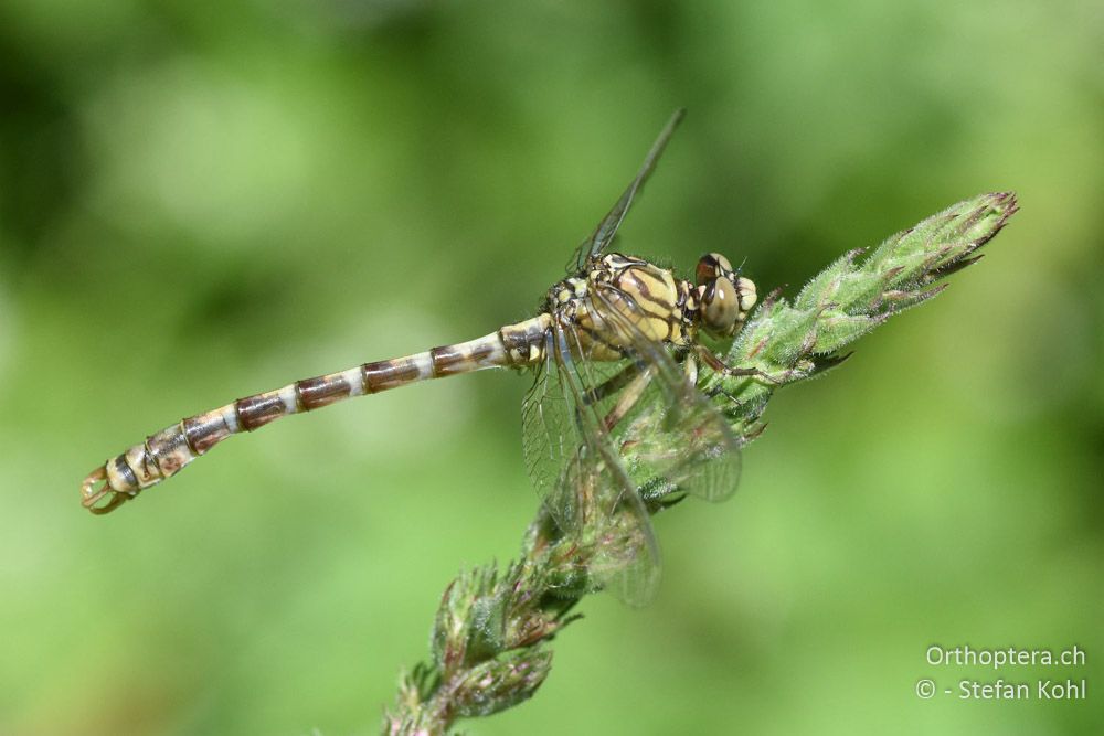 Kleine Zangenlibelle (Onychogomphus forcipatus forcipatus) ♂ - BG, Plowdiw, Belovitsa, 10.07.2018