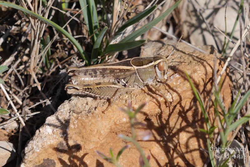 Calliptamus wattenwylianus ♀ - FR, Plateau d' Aumelas, 11.07.2014