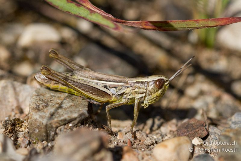 Euchorthippus declivus ♀ - CH, TI, Arzo, 02.09.2013