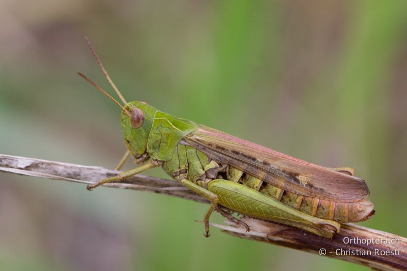 Chorthippus biguttulus ♀ - CH, BL, Bubendorf, 18.08.2011