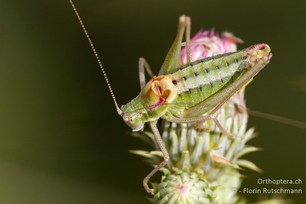 Poecilimon ebneri - Westlich von Smixi, 21.07.2011