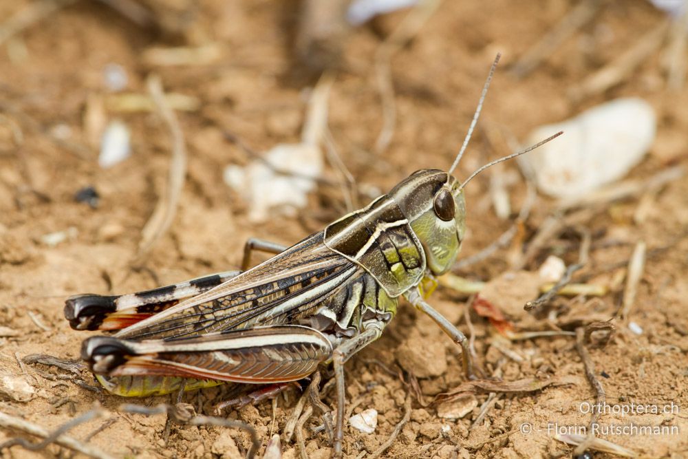 Kleine Höckerschrecke (Arcyptera microptera) - HR, Istrien, Brovinje, 13.06.2014