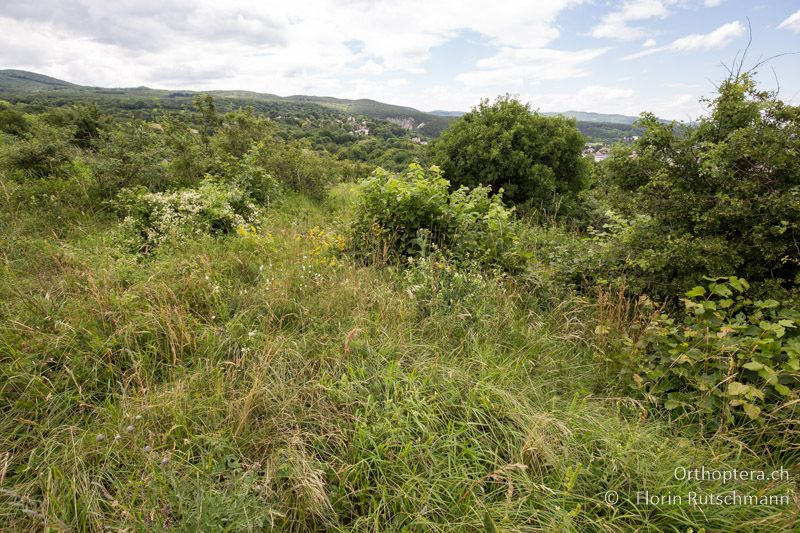 Verbuschende Wiesenbrache - AT, Niederösterreich, Eichkogel bei Mödling, 04.07.2016