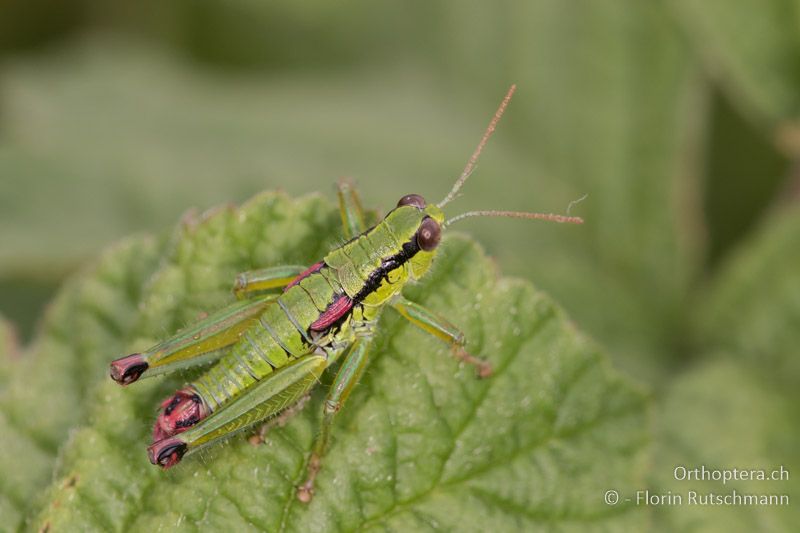 Odontopodisma decipiens ♂ - AT, Burgenland, Rohrbach, 05.07.2016