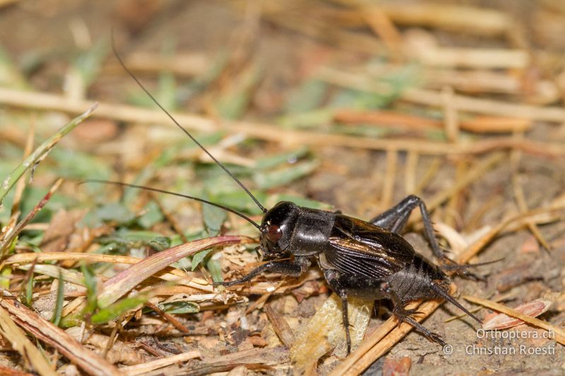 Melanogryllus desertus ♂ - IT, Friaul-Julisch Venetien, Pertegada, 27.05.2014