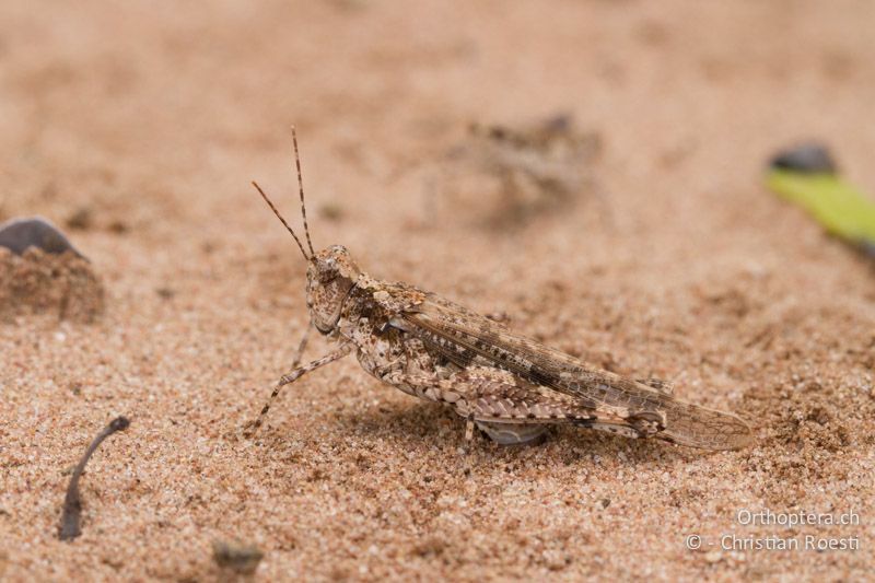 Ödlandschrecke - SA, Limpopo, Mutale, Pafuri River Camp, 02.01.2015