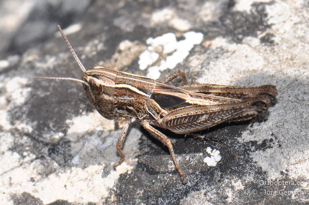 Weibliche Larve von Stenobothrus fischeri, Cres, Predošćica, 21.06.2016