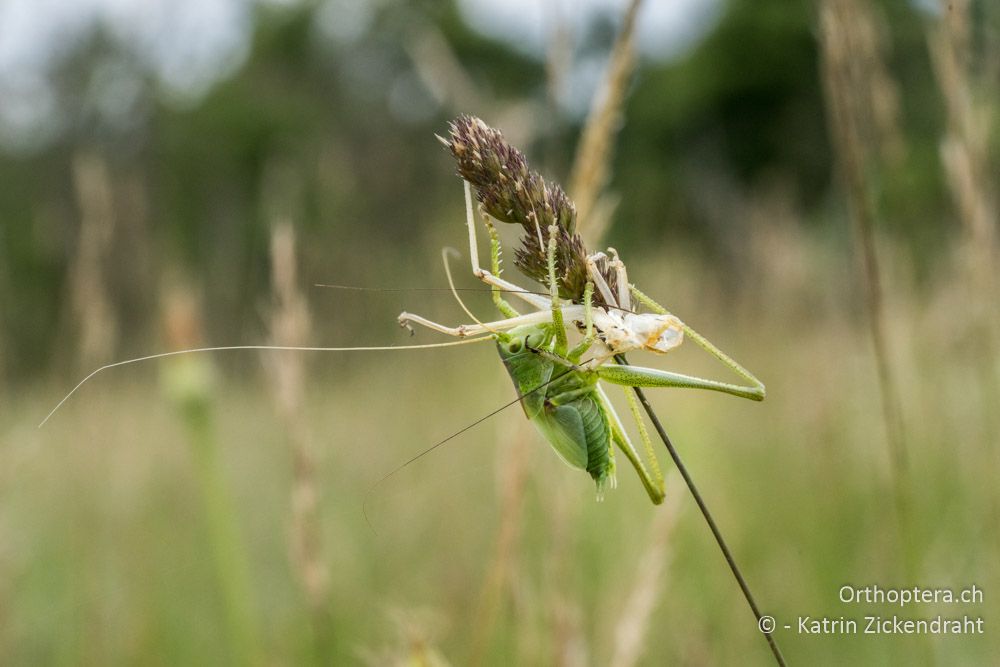 Tettigonia viridissima ♂, Schlupf vom vorletzten zum letzten Larvenstadium - HR, Istrien, Bokordići, 19.06.2016