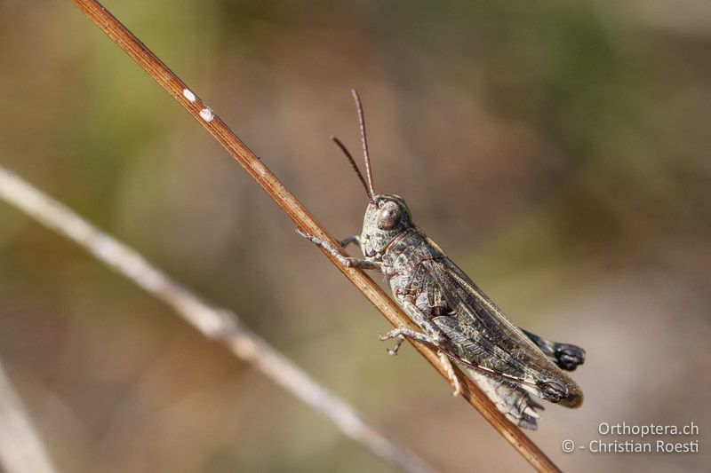 Epacromius coerulipes ♂ - AT, Burgenland, Oggau am Neusiedlersee, 15.09.2016