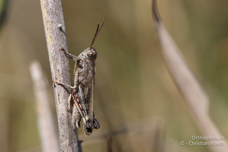 Epacromius coerulipes ♂ - AT, Burgenland, Oggau am Neusiedlersee, 15.09.2016