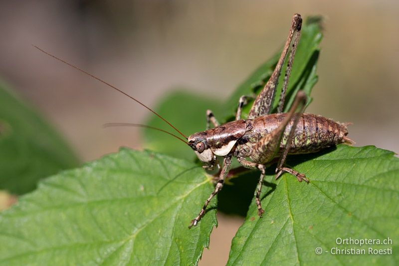 Rhacocleis annulata ♂- CH, SO, Nuglar, ex situ, 08.09.2020