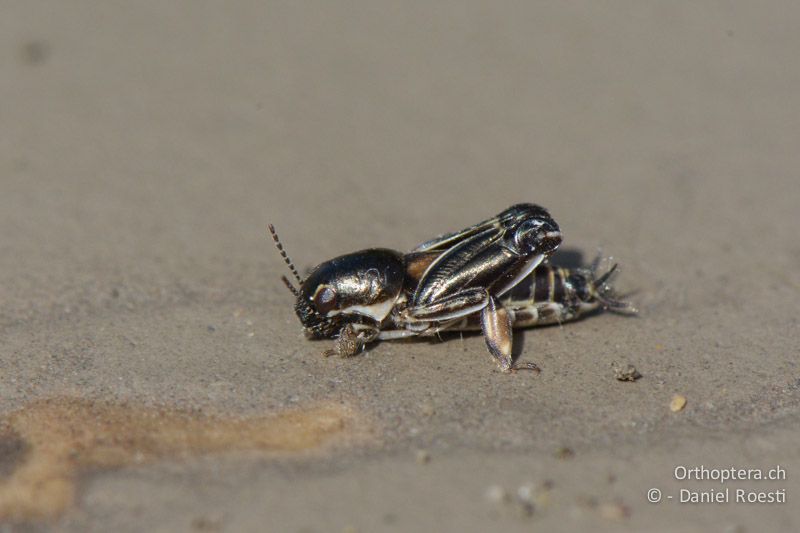 Grabschrecke Xya variegata - FR, bei Manosque, 05.07.2014