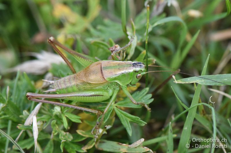 Pholidoptera frivaldszkyi ♂ - BG, Sofia, Kopriwschtiza, 11.07.2018