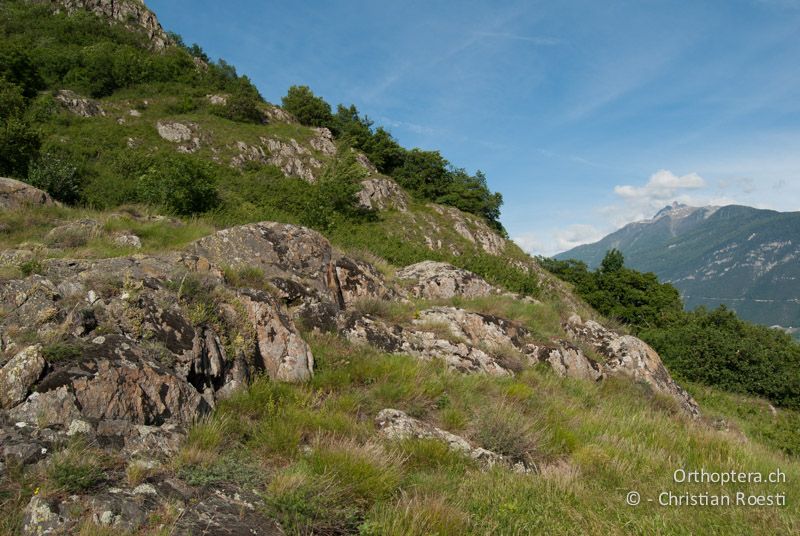 Übergang vom Halbtrockenrasen zur Felsensteppe am Rhoneknie - CH, VS, Martigny, 03.06.2010