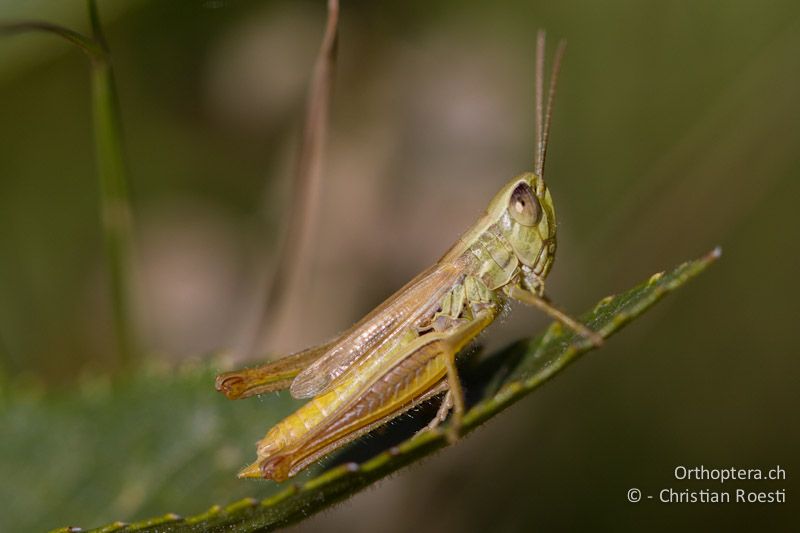 Euchorthippus declivus ♂ - GR, Epirus, Distrato, 15.07.2012