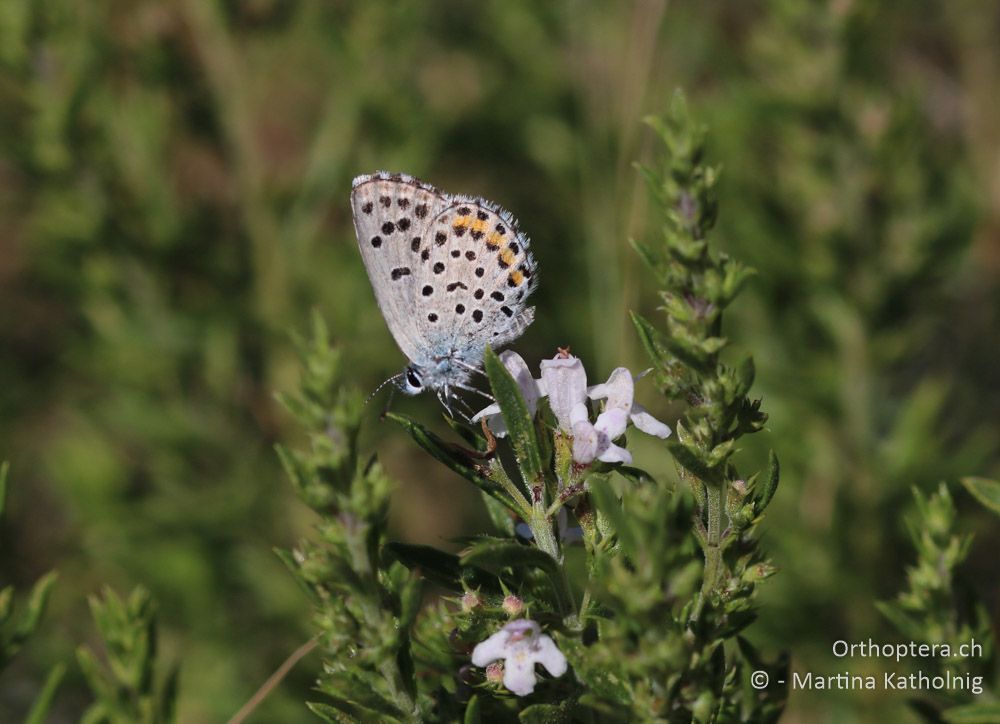 Östlicher Quendelbläuling (Pseudophilotes vicrama) - HR, Istrien, Mala Učka, 21.07.2015