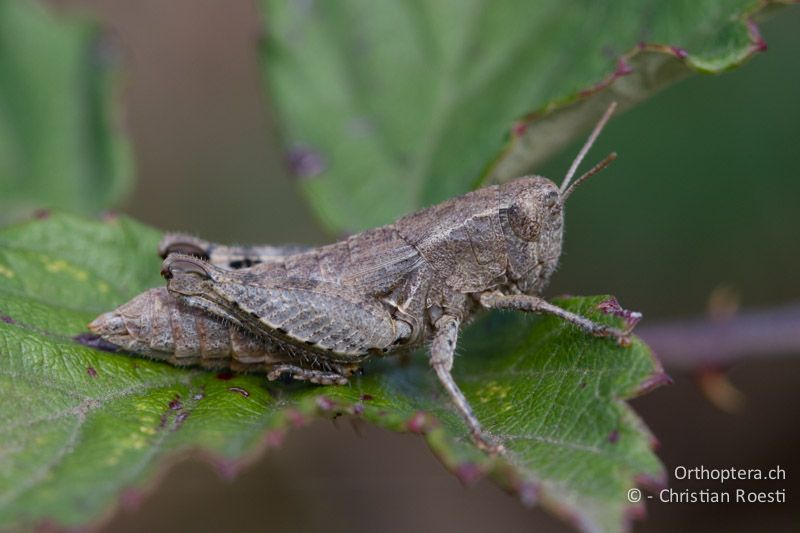 Pezotettix giornae ♀ - FR, Bouches-du-Rhône, Entressen, 07.11.2011