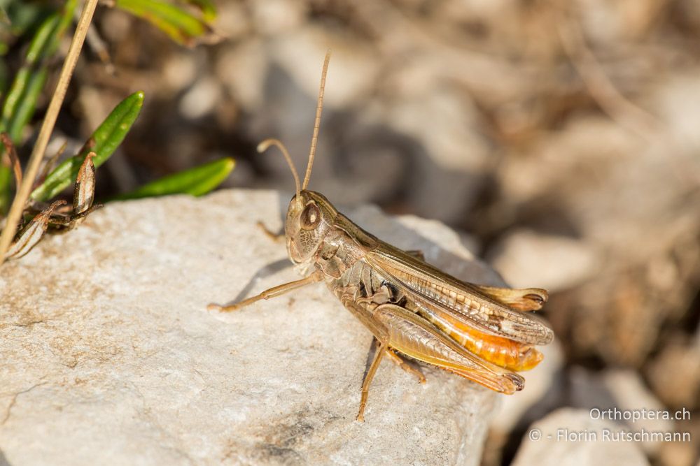 Stenobothrus nigromaculatus Männchen - HR, Istrien, Brest, 25.07.2014