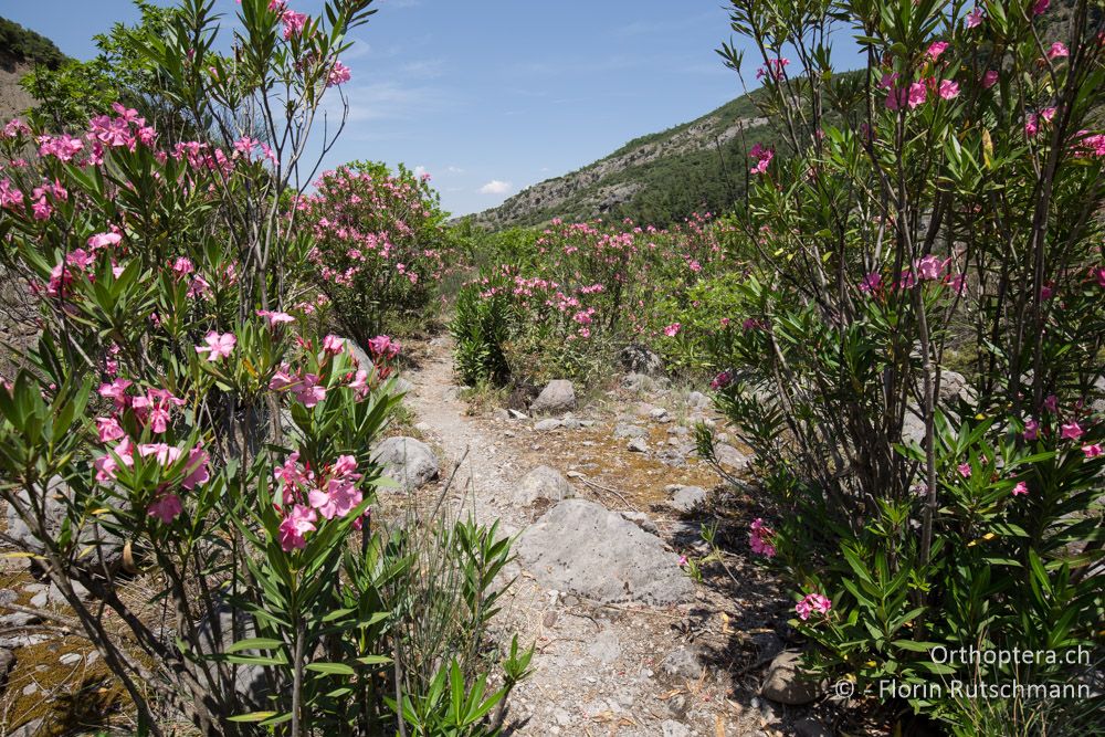 Oleander-Landschaft - GR, Mittelgriechenland, Mt. Iti, 14.06.2015