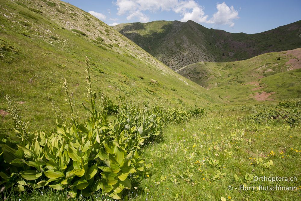 Der Gelbe Enzian bietet gute Versteckmöglichkeiten für Poecilimon-Arten - GR, Thessalien, Pindos-Gebirge, 24.06.2015