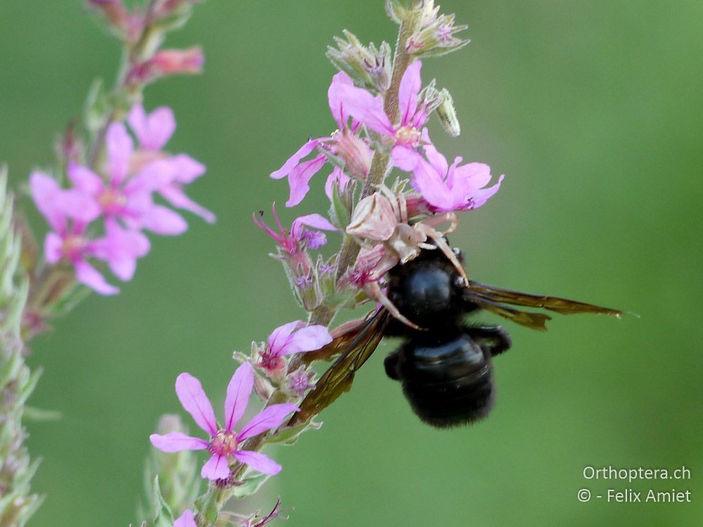 Thomisus sp. mit einer Holzbiene Xylocopa sp. - GR, Thessalien, Meteora, 13.07.2013