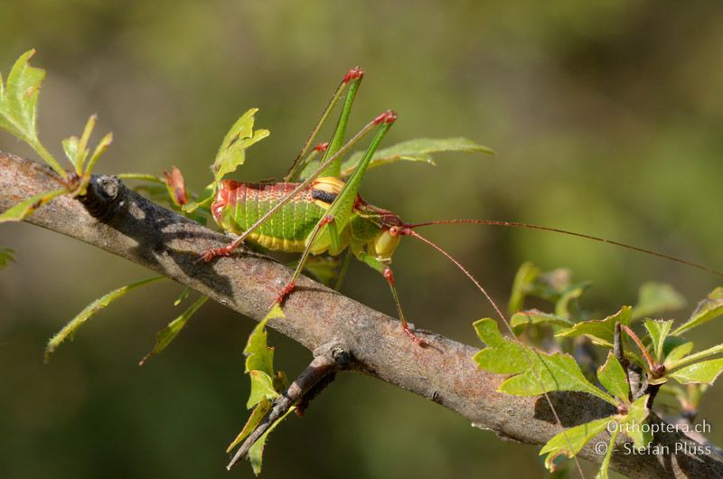 ♂ von Ancistrura nigrovittata - GR, Zentralmakedonien, Mt. Hortiatis, 04.07.2013